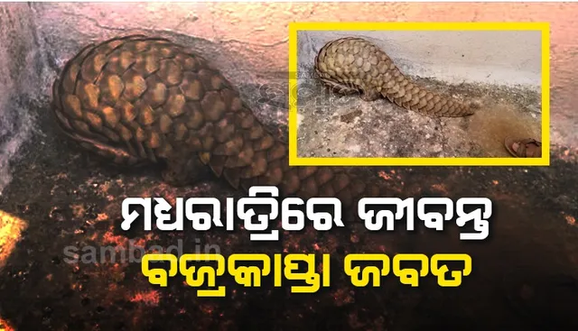 ୧୫ ଲକ୍ଷ ଟଙ୍କାରେ ଜୀବନ୍ତ ବଜ୍ରକାପ୍ତା ବିକ୍ରି ପାଇଁ ଗ୍ରାହକକୁ ଚାହିଁଥିଲା ବେପାରୀ, ମାଡ଼ିବସିଲା ପୁଲିସ
