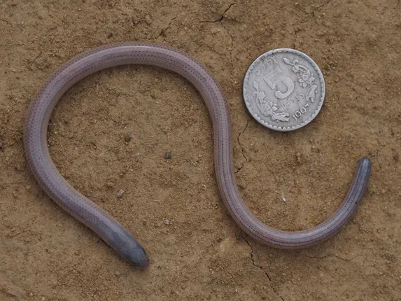 ବୁଦ୍ଧଖୋଲରୁ ମିଳିଲା ବିରଳ ବରକୁଦିଆ