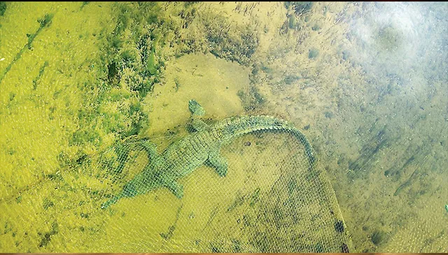 ପୁରୀ ମୁଖ୍ୟ କେନାଲରୁ ଉଦ୍ଧାର ଥଣ୍ଟିଆ‌ ଗଲା ନନ୍ଦନକାନନ