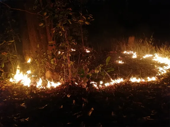 ଜଳୁଛି ମାଙ୍କଡ଼ଚୁଆ ସଂରକ୍ଷିତ ଜଙ୍ଗଲ