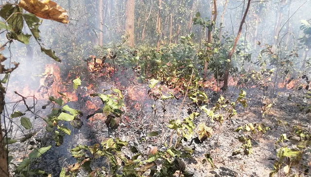 ୧୦ ଦିନ ହେଲା ଜଳୁଛି ଜଙ୍ଗଲ