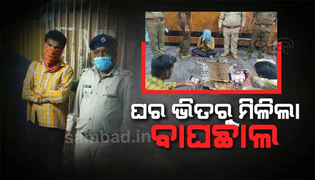 ବାଘ ଛାଲ ବିକି ପାରିଲାନି ବେପାରୀ, ଚଢ଼ଉ କରି ଜବତ କଲା ବନ ବିଭାଗ