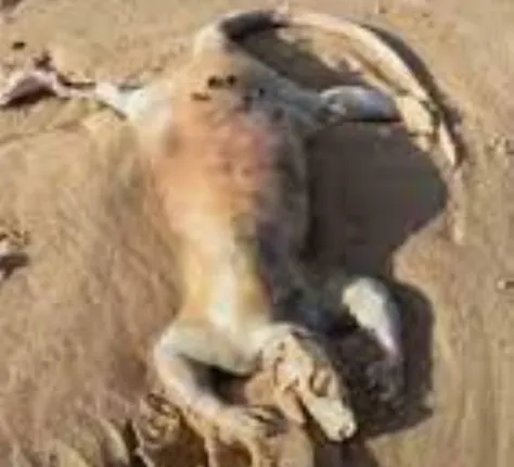 ଅଷ୍ଟ୍ରେଲିଆରେ ସମୁଦ୍ର ଢେଉରେ ଭାସି ଆସିଲା ଏଲିୟନ ପରି ଜୀବ