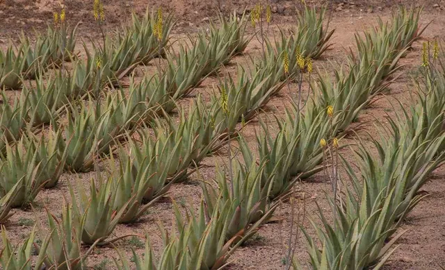 ବୈତରଣୀ ଜୀବିକା ମଡେଲ୍‌ ପ୍ରୟୋଗ ପାଇଁ ସୁପାରିସ