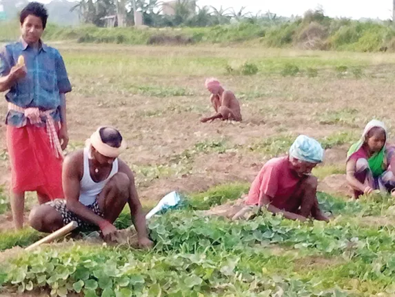 ପୋଟଳ ଫସଲକୁ ଅଜଣା ରୋଗ, ଚିନ୍ତାରେ ଚାଷୀ, ପରାଗ ସଂଗମ ହୋଇ ନଥିବାରୁ ସମସ୍ୟା: ଉଦ୍ୟାନ ବିଭାଗ