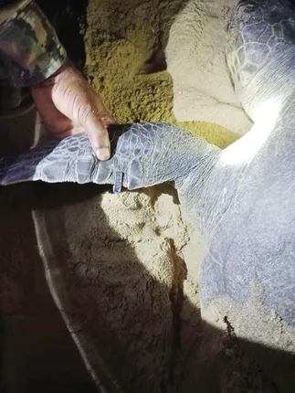 ଗହୀରମଥାରେ ଅଣ୍ଡା ଦେଲା ଧାତବ ଫଳକବନ୍ଧା, ଏଯାଏ ଅଣ୍ଡା ଦେଲେଣି ୪ ଲକ୍ଷ ୯୫ ହଜାର ୩୧୭