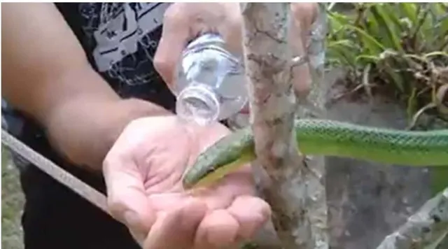 ହୃଦୟସ୍ପର୍ଶୀ ଦୃଶ୍ୟ; ‌ଶୋଷିଲା ସାପକୁ ହାତ ପାପୁଲିରେ ପାଣି ପିଆଉଛନ୍ତି ଏହି ବ୍ୟକ୍ତି