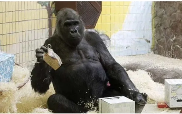 ପଶୁପକ୍ଷୀଙ୍କ ଉପରେ ବି ପଡ଼ିଛି ଯୁଦ୍ଧର ପ୍ରଭାବ, ଅନେକ ସମସ୍ୟାର କରୁଛନ୍ତି ସାମ୍ନା