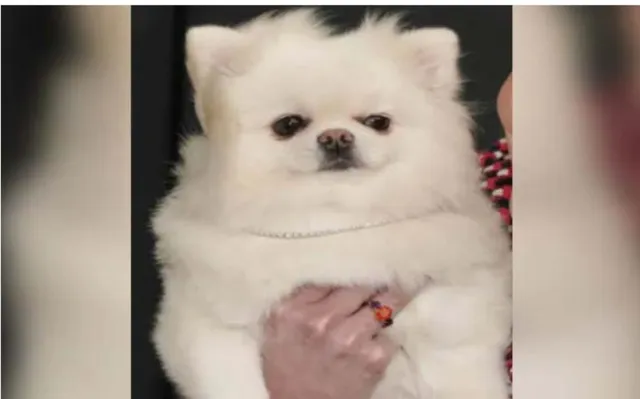 ପୋଷା କୁକୁରକୁ ୫କୋଟି ଟଙ୍କାର ଉପହାର ଦେଲେ ମାଲିକାଣୀ, ସୁରକ୍ଷା ପାଇଁ ନିଯୁକ୍ତ କରିଛନ୍ତି ଅଙ୍ଗରକ୍ଷୀ