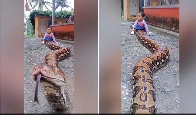 ଦେଖନ୍ତୁ କିଭଳି ନିର୍ଭୟରେ ବିଶାଳକାୟ ଅଜଗର ଉପରେ ବସିଛି ଶିଶୁ