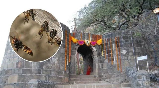 ୨୦୦ ପର୍ଯ୍ୟଟକଙ୍କୁ ଘେରି ଗଲେ ମହୁମାଛି, ଗୁରୁତର ହୋଇ ୨୫ ଜଣ ହସ୍ପିଟାଲ୍‌ରେ ଭର୍ତ୍ତି ହେଲେ