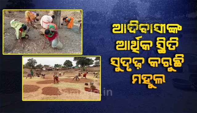 ଆଦିବାସୀଙ୍କ ଆର୍ଥିକ ସ୍ଥିତିକୁ ମଜବୁତ କରିବାରେ ସହାୟକ ହୋଇଛି ମହୁଲ ଫୁଲ