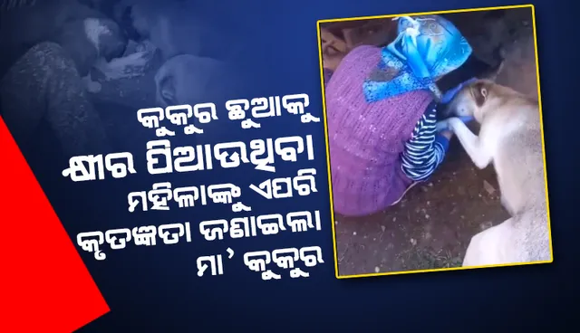କୁକୁରଛୁଆକୁ କ୍ଷୀର ପିଆଉଥିବା ମହିଳାଙ୍କୁ ଏପରି କୃତଜ୍ଞତା ଜଣାଇଲା ମାଆ କୁକୁର, ଭିଡିଓ ଭାଇରାଲ୍