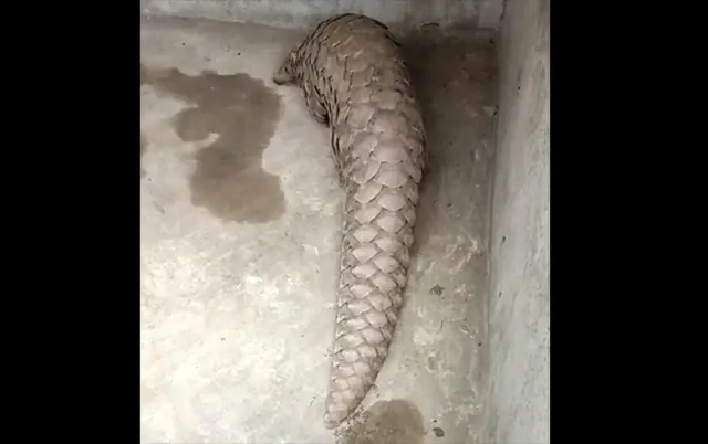 ଚନ୍ଦଲିରୁ ବଜ୍ରକାପ୍ତା ଉଦ୍ଧାର