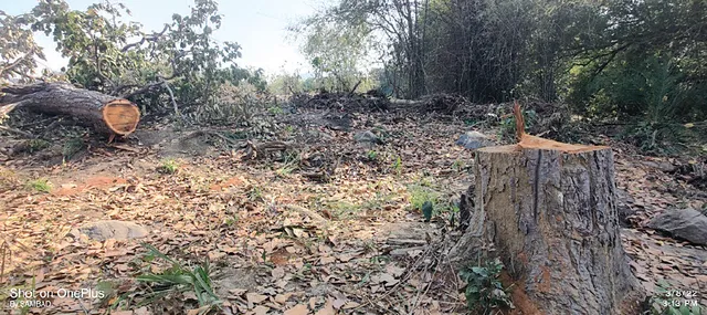 ଦଶପଲ୍ଲା ବନାଞ୍ଚଳରୁ ଦୈନିକ କଟା ଚାଲିଛି ବହୁ ମୂଲ୍ୟବାନ ଗଛ, ମାଫିଆଙ୍କ ଟେର୍ ପାଉନି ବନ ବିଭାଗ