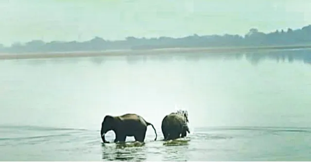 ମହାନଦୀ ପାଣିରେ ଦିନସାରା ଦୁଇ ହାତୀ