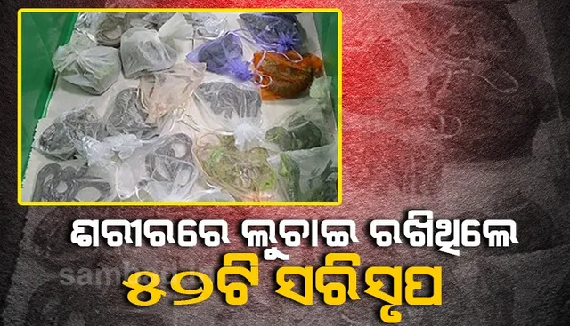 ଟ୍ରକ ଚାଳକ ଅନ୍ତଃବସ୍ତ୍ରରେ ଲୁଚାଇ ନେଉଥିଲେ ଜୀବନ୍ତ ସାପ ଓ ଝିଟିପିଟି