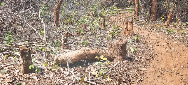 ଡିମ୍‌ଡ ଜଙ୍ଗଲ ଗିଳିଦେବାକୁ ସରକାରୀ ଷଡ଼୍‌ଯନ୍ତ୍ର: କାହା ସ୍ବାର୍ଥ ପାଇଁ ଜଙ୍ଗଲ ବିଭାଗ ତରବର