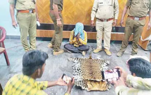 ବାଘଛାଲ ଜବତ, ଶିକାରୀ ଗିରଫ