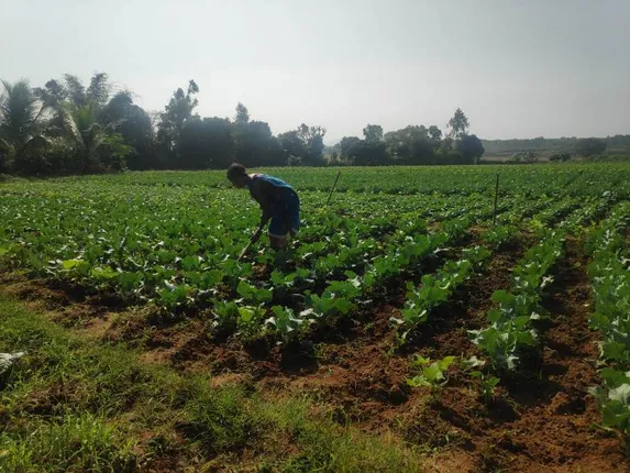 ଜମିକୁ ନୂଆ ଜୀବନ ଦେଲା ଜଳ ସେଚନ, ଚାଷୀ ମୁହଁରେ ଫୁଟିଲା ହସ