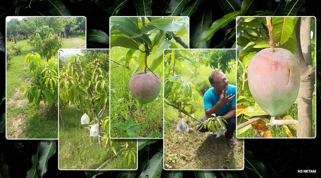 ମଧ୍ୟପ୍ରଦେଶରେ ଚାଷ ହେଉଛି ୨ ଲକ୍ଷ ୭୦ ହଜାର ଟଙ୍କିଆ ଆମ୍ବ, ବଗିଚା ଜଗିଛନ୍ତି ୩ କର୍ମୀ ଓ ୯ କୁକୁର