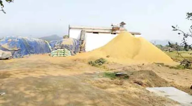 ଧାନ ଚାଷୀଙ୍କୁ ଧୋକା, ମୁଖ୍ୟମନ୍ତ୍ରୀଙ୍କ ଜିଲ୍ଲାରେ ବି ଯୋଗାଣ ବିଭାଗ ବେଫିକର