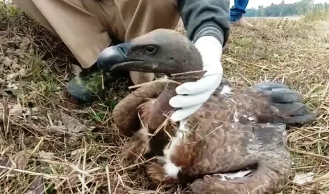 ଆସାମରେ ପ୍ରାୟ ୧୦୦ ବିଲୟମୁଖୀ ଶାଗୁଣା ମୃତ; ଆହୁରି ଅନେକ ସଙ୍କଟାପନ୍ନ