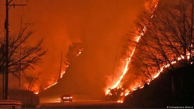 ଦକ୍ଷିଣ କୋରିଆର ଜଙ୍ଗଲରେ ନିଆଁ ଲାଗିବା ଯୋଗୁଁ ୧୫ ହଜାର ଏକର ଅଞ୍ଚଳ ପ୍ରଭାବିତ