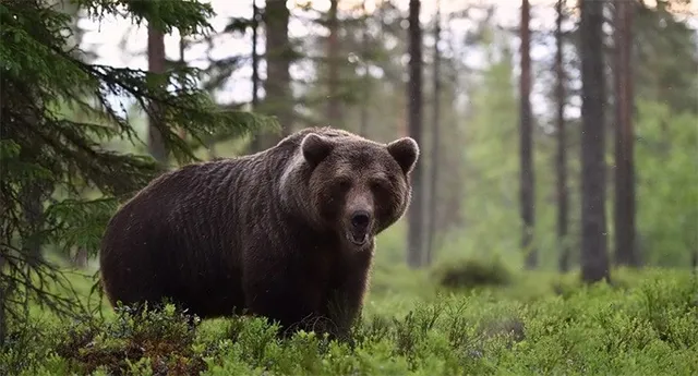 ପଦା ହେଉଛି ଜଙ୍ଗଲ, ଗାଁମୁହାଁ ବନ୍ୟଜନ୍ତୁ: ରାଜପଥକୁ ଆସିଲା ଜଙ୍ଗଲୀ ଭାଲୁ