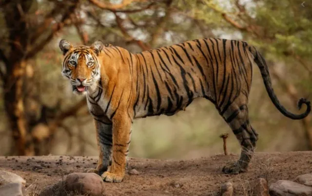 ରେବଣା ସଂରକ୍ଷିତ ଜଙ୍ଗଲରେ ମଇଁଷିକୁ ମାରିଲା ମହାବଳ ବାଘ