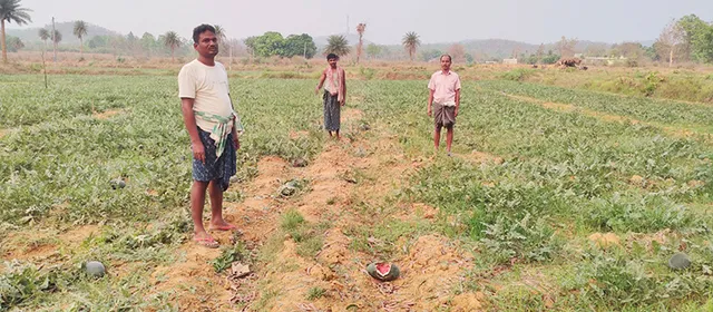 ଦନ୍ତା ଦଳିଦେଲା ତରଭୁଜ ବଗିଚା