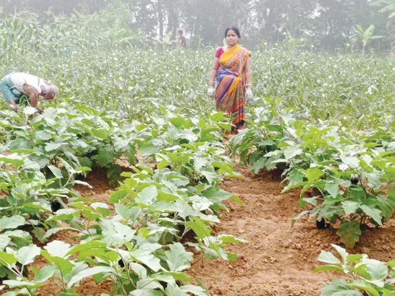 ସଫଳ କାହାଣୀ: ସ୍ବାବଲମ୍ବୀ ରଞ୍ଜିତା, ଅଗଣାରେ ଫଳାଇଛନ୍ତି ସୁନାର ଫସଲ