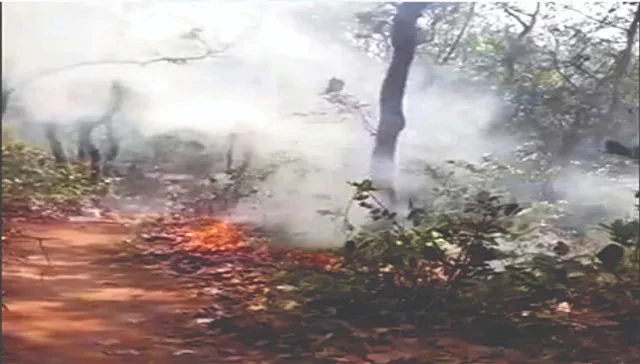 କୁଲଡିହା ଜଙ୍ଗଲ ଜଳୁଛି