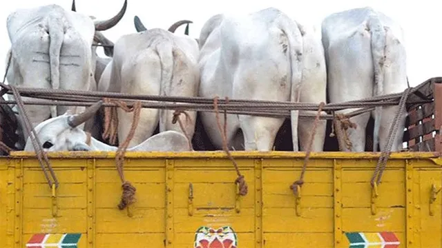 ଗୋଚାଲାଣକାରୀଙ୍କ ପାଇଁ ଭୂସ୍ବର୍ଗ ୬୦ ନମ୍ବର ଜାତୀୟ ରାଜପଥ