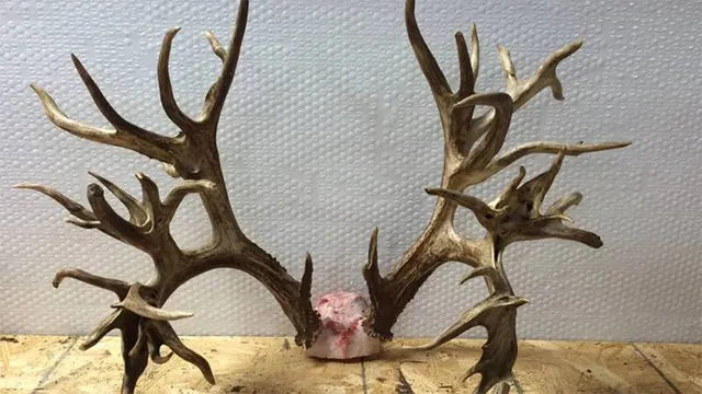 ସିଟି ବସ୍‌ରୁ ୧୧ ହରିଣ ଶିଙ୍ଗ ଜବତ