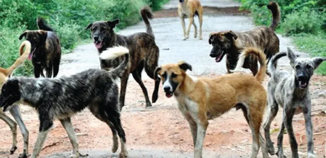 କଟକରେ ୫୦ ହଜାରରୁ ଅଧିକ ବୁଲା କୁକୁର! ବନ୍ଧ୍ୟାକରଣ ଯୋଜନା ବିଫଳ; ଭିତ୍ତିଭୂମି କି ପାଣ୍ଠି ନାହିଁ