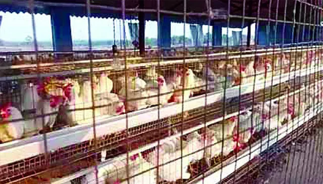 ଫୁଟ୍‌ବଲ୍‌ ଖେଳାଳି ଏବେ ସଫଳ କୁକୁଡ଼ା ଚାଷୀ