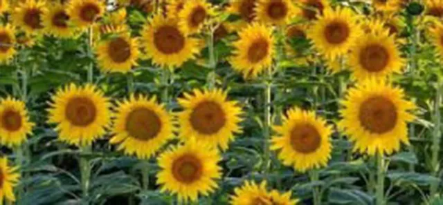 ସୂର୍ଯ୍ୟମୁଖୀ ଚାଷକୁ ମିଳୁନି ପ୍ରୋତ୍ସାହନ: ଖର୍ଚ୍ଚ ତୁଳନାରେ ଆୟ ନଗଣ୍ୟ 