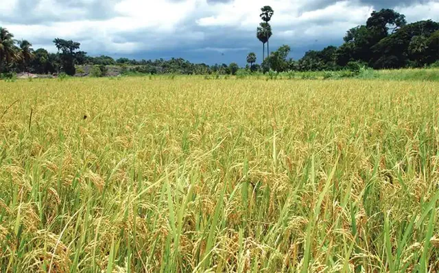 ଆୟ ଦୁଇ ଗୁଣ ହେଲାନି, ଚାଷୀ ଉପରେ ମହଙ୍ଗା ମାଡ଼