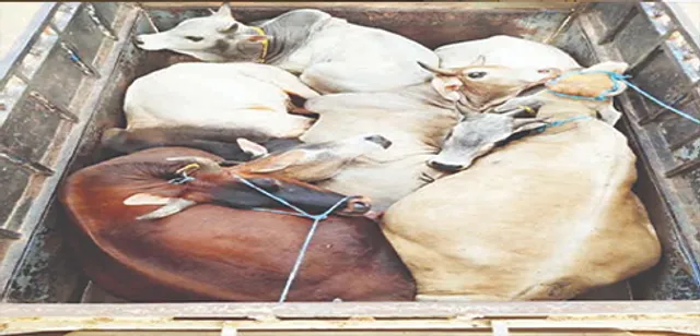 ଦିନ ଦ୍ୱିପ୍ରହରରେ ଗୋ-ଚାଲାଣ