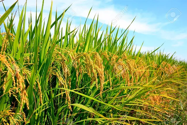 ସମ୍ବାଦ ପ୍ରଭାବ: ଫସଲ ବୀମା ଯୋଜନା ଦୁର୍ନୀତିର ତଦନ୍ତ ଆରମ୍ଭ