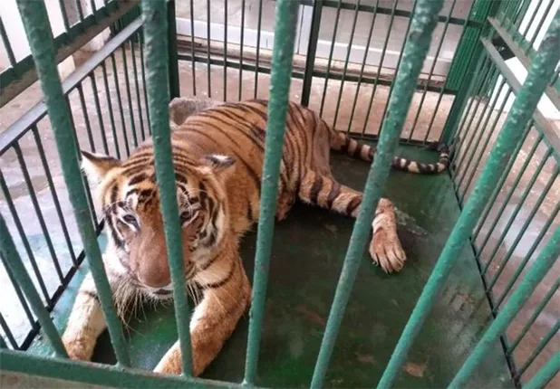 କେତେ ସୁରକ୍ଷିତ ନନ୍ଦନକାନନର ଜୀବଜନ୍ତୁ! ଅଢ଼େଇ ମାସରେ ମଲେଣି ୪ ବାଘ