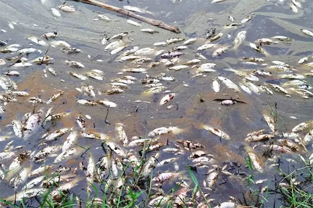 ବିଷ ପକାଇ ମାରିଦେଲେ ମାଛ