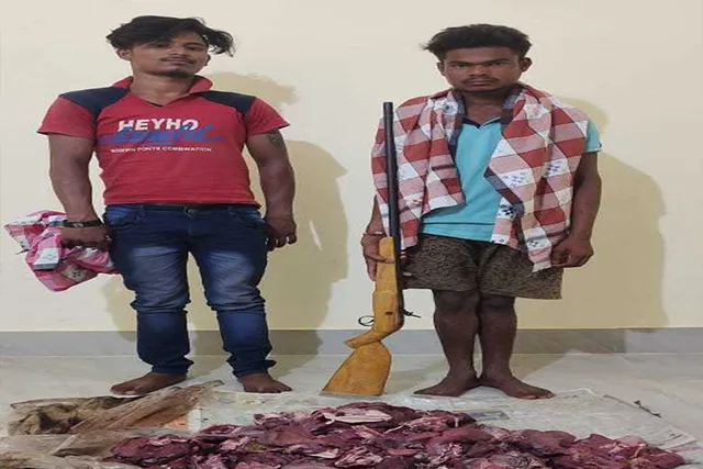 ୨୦ କେଜି ସମ୍ବର ମାଂସ, ଦେଶୀ ବନ୍ଧୁକ ଜବତ; ଦୁଇ ଶିକାରୀ ଗିରଫ