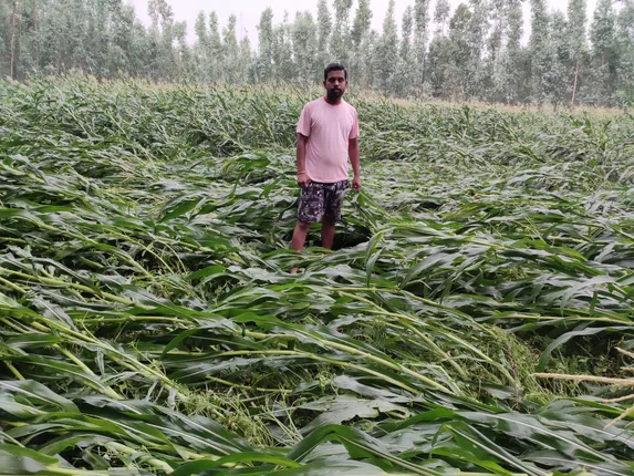 ଅମଳ ପୂର୍ବରୁ କାଳବୈଶାଖୀ ତାଣ୍ଡବ ରଚିଲା, ବ୍ୟାପକ ମକା ଫସଲ ନଷ୍ଟ