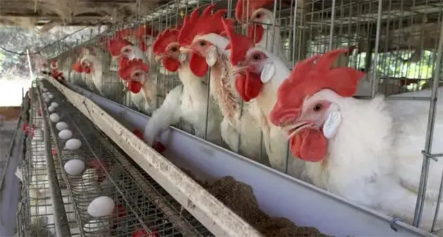 ମୁଖ୍ୟମନ୍ତ୍ରୀଙ୍କ ହସ୍ତକ୍ଷେପ ପରେ ଆନ୍ଦୋଳନରୁ ଓହରିଲା ‘ଓଲ୍‍ଫା’