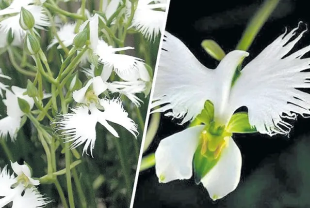 ନୂଆ ସମୟ ନୂଆ କଥା: ଚଢ଼େଇ ପରି ଫୁଲ