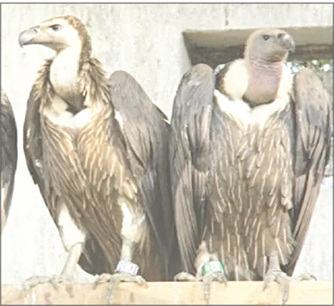 ନନ୍ଦନକାନନରେ ୪ ଶାଗୁଣା ସଂକ୍ରମିତ