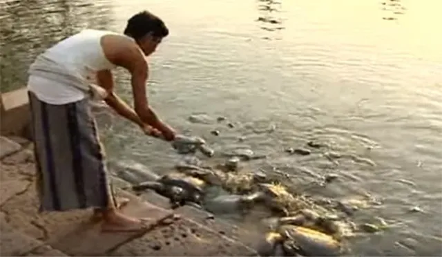 ମାନ୍‌ଧାତା ବାବାଙ୍କ ମନ୍ଦିର ଜଳାଶୟରେ ମାଛ ମୃତ୍ୟୁ