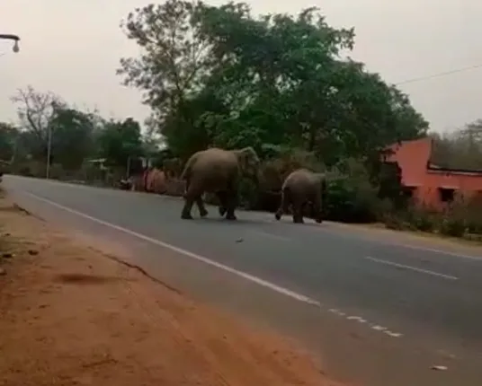 ମୋରଡ଼ା: ଜଙ୍ଗଲରୁ ବାହାରି ରାସ୍ତାରେ ବୁଲି‌ଲେ ଗୋଠଛଡ଼ା ଦୁଇ ହାତୀ